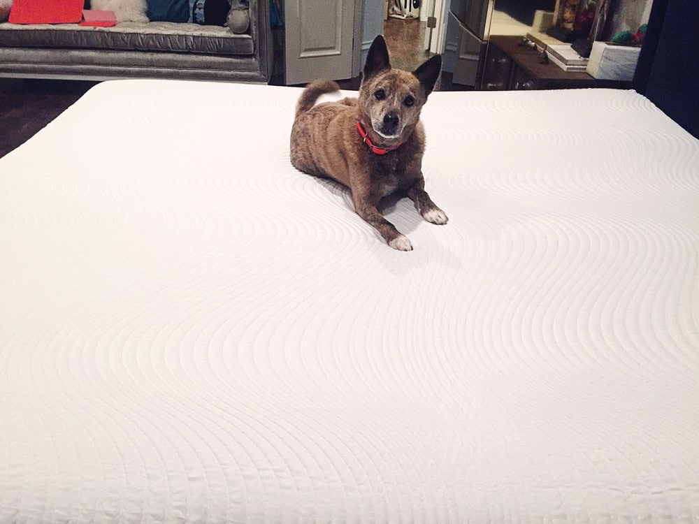 basenji mix dog on tomorrow sleep mattress bed in box